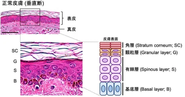 図 2.  正常皮膚の構造と HE 染色像  (scale bar = 100 μm) 