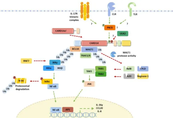 図 4. CARD14 と NF-κB シグナル伝達経路の関連   (Mellett, 2020 より抜粋) 