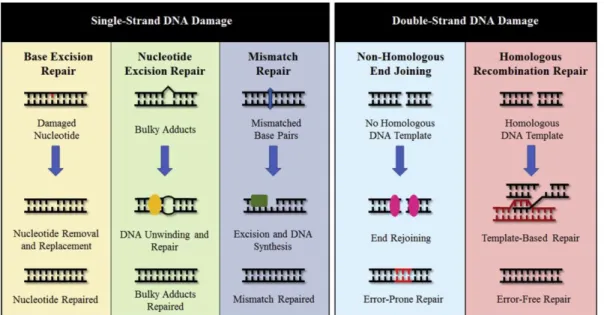 図 6. DNA 損傷の種類と修復経路   (Minten and Yu, 2019 から抜粋 ) 