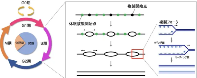 図 8.  細胞周期と S 期における DNA 複製 