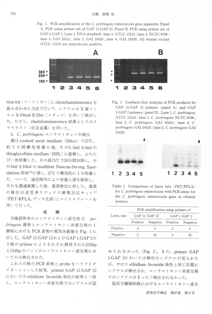 Fig.  1  PCR  amplification  of the  C. perfringens  enterotoxin  gene  segments.  Panel A,  PCR  using  primer  set  of  GAP  11-GAP-12