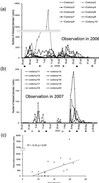 Fig. 6　Histological observation of P. damicornis.  A planula showing development of mesenteries.  The  observed  tissues  were  collected  in  June  2006. P, planula; M, mesentery; Z, zooxanthella 図 7　飼育観察したショウガサンゴの幼生放出数 （a, b）および群体サイズによる幼生放出数 (c)。 2006 年（