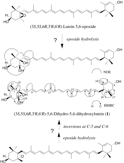 Figure 1-5.  Structures of (3S, 5S, 6R, 3'R, 6'R)-5,6-dihydro-5,6-dihydroxylutein (1) and  putative biosynthetic pathway of 1