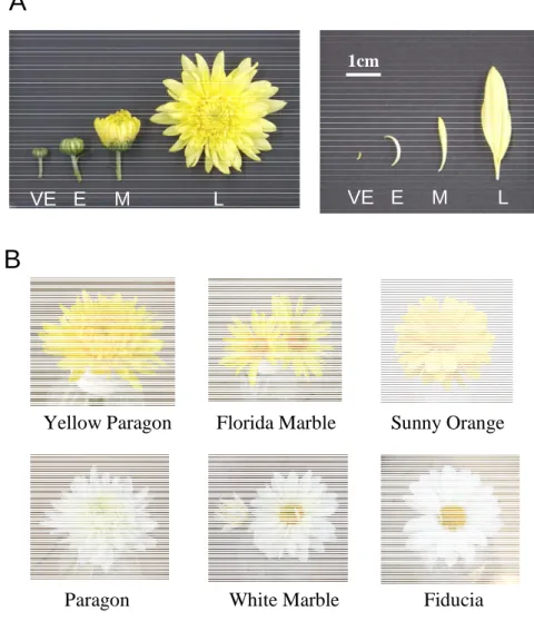 Figure 2-1. (A) Sampling stages of chrysanthemum petal development and (B) fully  expanded flowers of chrysanthemum cultivars used for the experiment