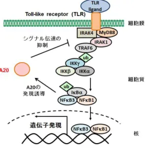 図 7 TLR シグナル経路と A20 による負のフィードバック