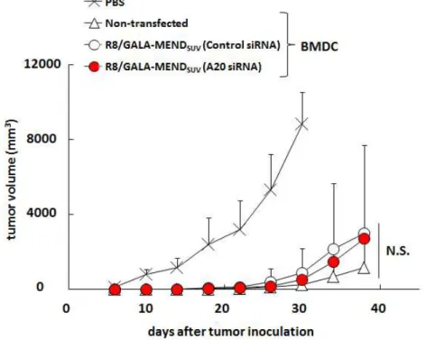 図 13 A20 ノックダウン BMDC の投与による予防的な抗腫瘍活性評価