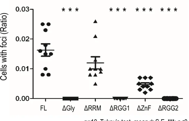 Figure  7 FUSの構造体形成に必要な分子内領域の同定