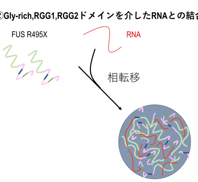 Figure  12 想定されるFUS R495X 構造体形成機構 R495Xの構造体形成には ①細胞質への局在の増加 ②細胞質でのRNAとの結合 の２つの要素が必要であることが示唆される。NucleusFUS R495X①R495X変異による細胞質への局在の増加②Gly-rich,RGG1,RGG2ドメインを介したRNA との結合RNAFUS R495X相転移 51