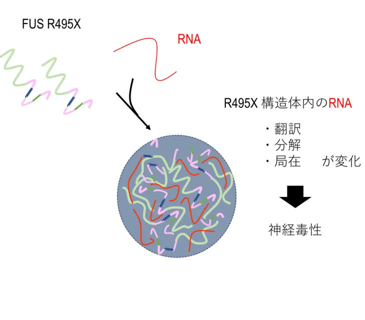 Figure  13 想定されるFUS R495X 構造体の神経毒性誘因機構 構造体内に特定のRNA分子が取り込まれることで、取り込まれたRNA分子の翻訳、 分解、局在等を変化させ、その結果、神経毒性および神経細胞死を引き起こす可能性 を考えた。 ・翻訳・分解・局在 が変化R495X構造体内のRNA神経毒性RNAFUS R495X 52
