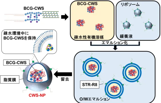 Figure 3 Liposomal Evaporated via Emulsified Lipid （LEEL）法による CWS-NP 調製の概要 BCG-CWS は疎水性有機溶媒中で 100 nm 程度のコンパクトな構造をとる。緩衝液中のリポソームと混合して O/W エ マルションを調製し、エマルション中の有機溶媒を留去することで CWS-NP が調製される。 [34]一部改変