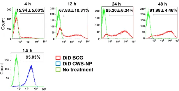 Figure 1-2  膀胱がん細胞 MB49 への BCG 生菌と CWS-NP 取り込み比較。MB49 を 6 well plate に播種 し、DiD 標識 BCG 生菌及び CWS-NP を無血清培地にて 100 µg/ml （BCG 生菌製剤量として、BCG-CWS として）に希釈し、MB49 に取り込ませた。BCG 生菌は 2 時間経過後、培養用の血清入り培地を添加し た。BCG 生菌  n=3 mean±SD CWS-NP n=2 