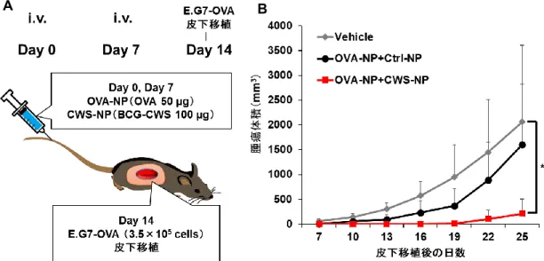 Figure 2-7 CWS-NP による E.G7-OVA 予防的抗腫瘍効果の評価。 （A）本実験の投与スケジュール。 CWS- CWS-NP（BCG-CWS 100 µg）と OVA-NP（OVA 50 µg）を週 1 回、合計 2 回投与し、2 回目の投与から 1 週間 後に E.G7-OVA 3.5×10 5  cells を皮下移植した。 （B）E.G7-OVA に対する予防的抗腫瘍効果。n=5-6 mean