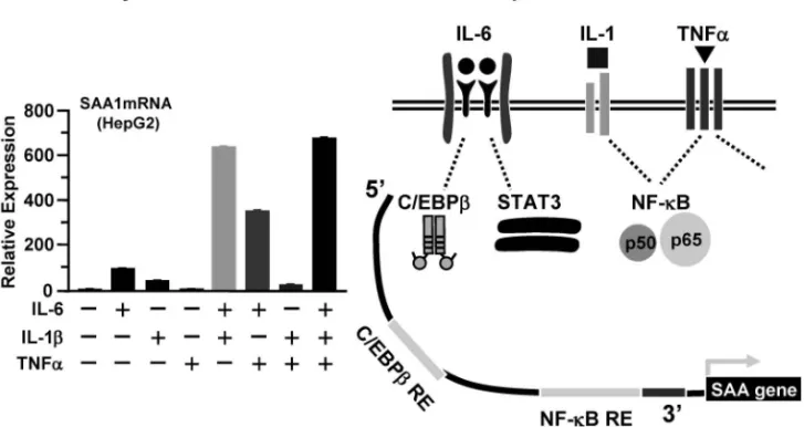 Fig. 4. Induction of SAA mRNA by IL-6, IL-1 and/or TNF-a stimulations in a hepatoma derived cell line, Hep G 2 cells (left), and SAA promoter region with cytokine activated transcription factors (right).