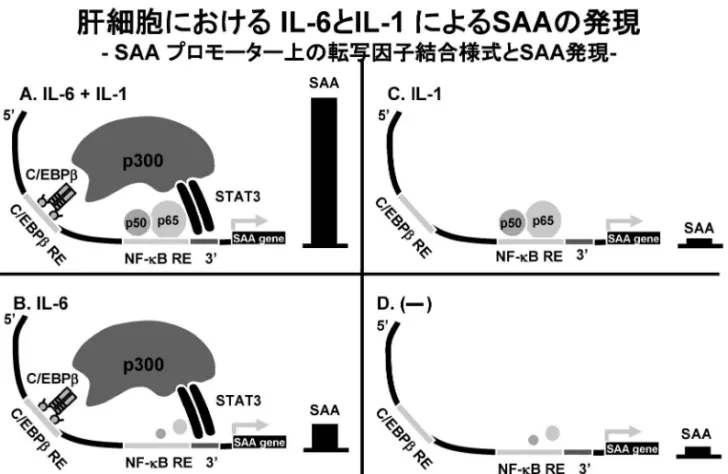 Fig. 5. Transcriptional mechanism of SAA mRNA induction (left) and SAA mRNA induction (right) in vitro
