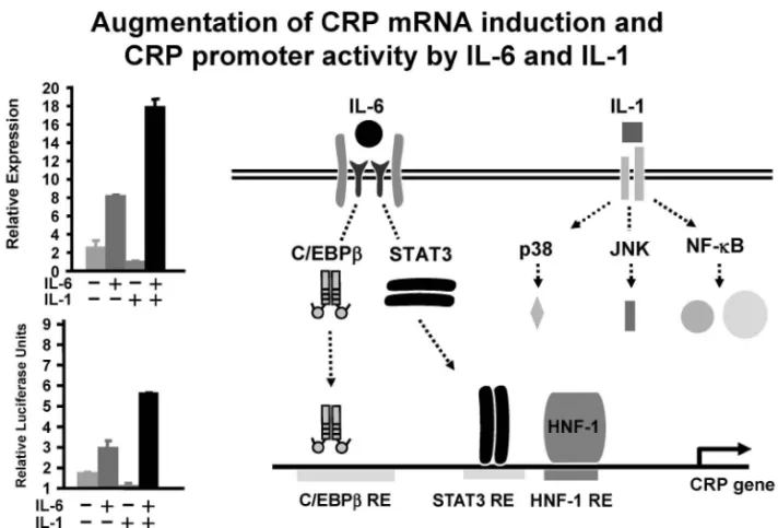 Fig. 7. Induction of CRP mRNA by IL-6 and/or IL-1 stimulations in a hepatoma derived cell line, Hep3B cell (left), and CRP promoter region with cytokine activated transcription factors (right).