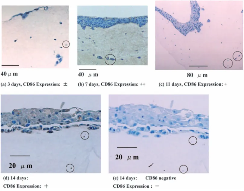 Fig. 4. Histological Cross-section of KDF-Skin Immunostaining with CD86