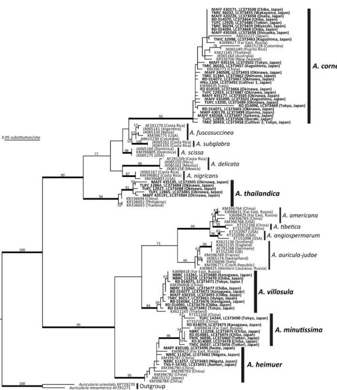 Fig. 1.　 Phylogenetic tree of Auricularia spp. estimated in RAxML using ITS sequences