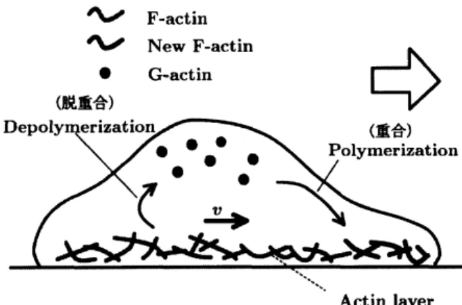 Figure 1: Cross section of a cell