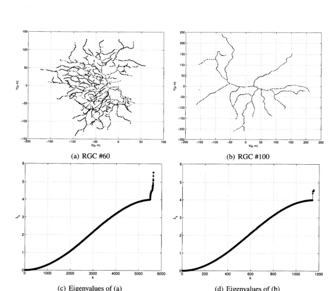 Figure 1: Typical dendrites of Retinal Ganglion Cells (RGC) of a mouse and the graph Laplacian eigenvalue distributions