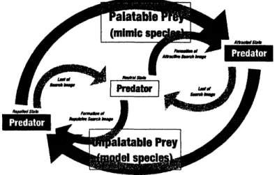 Figure 2: Pradator $s$ state transition due to predating the model or the mimic prey.