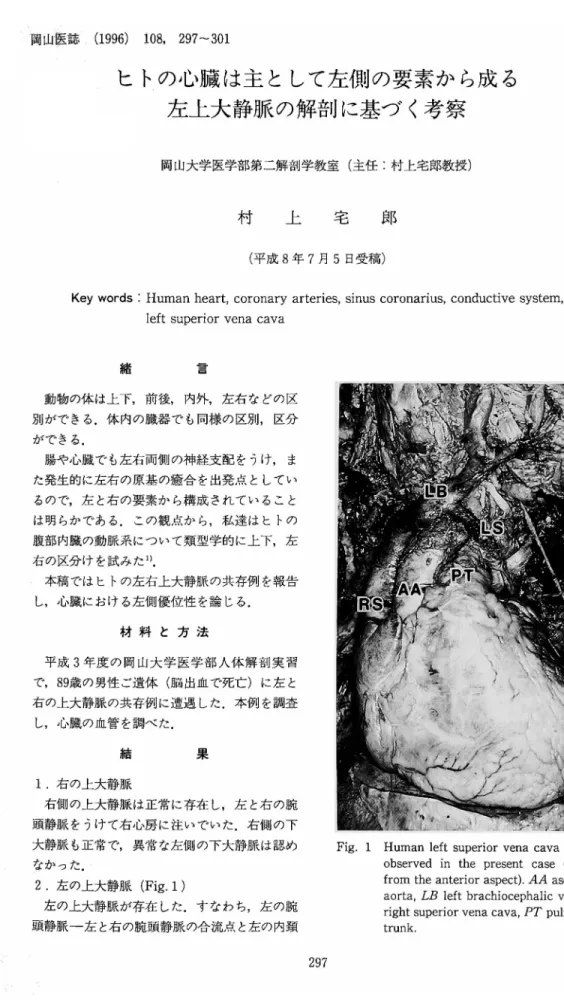 Fig.  1•@ Human  left  superior  vena  cava  (LS)  as   observed  in  the  present  case  (viewed