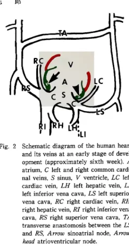 Fig.  2•@ Schematic  diagram  of  the  human  heart  and  its  veins  at  an  early  stage  of  devel opment  (approximately  sixth  week)