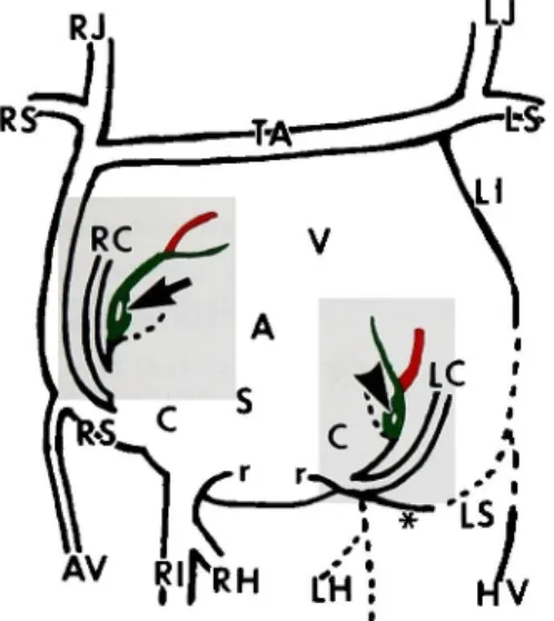 Fig.  3•@ Further  developed  form  of  the  human   heart  and  its  veins  (approximately  sev