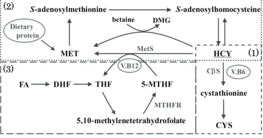 Fig. 1     Metabolic pathway of HCY and folates. 