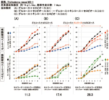図 10　ヘミセルラーゼ活性量を調節したセルラーゼ生産 Cel7s：セロビオヒドロラーゼ I ＋エンドグルカナーゼ I，EG：エンドグルカナー ゼ，BGL：β- グルコシダーゼ，BXL：β- キシロシダーゼ，ABF：α-L- アラビ ノフラノシダーゼ 供給糖液にキシロースが加わると（ ↓ ）キシラナーゼ及び BXL 活性の生産速度 が増大。キシロース供給期間を調節することで，最終産物中のキシラン分解酵素 活性量の調節が可能。 図 11　 各生産酵素のアルカリ前処理原 料に対する糖化試験 オンサイト酵素（図９