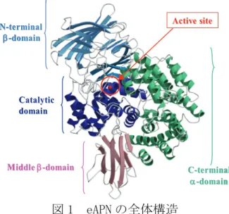 図 1  eAPN の全体構造 