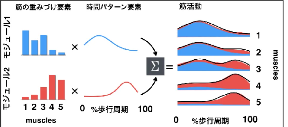 図 1.モジュールによる筋活動生成 