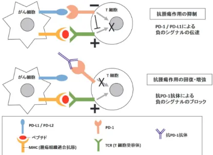 Figure 1 Suppression of tumor immunity by PD-1 and release of the suppression by anti PD-1 antibody