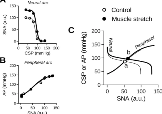 Fig. 1.    The baroreflex nerural arcs (A), peripheral arcs (B) and the equilibrium diagrams (C)