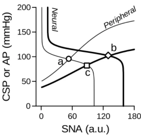 Fig. 2.    A putative diagram of the arterial baroreflex controls of SNA and AP during the dynamic exercise.abcPeripheralNeural060120180050100150200SNA (a.u.)CSP or AP (mmHg)