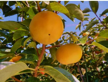 Fig. 2  Fruit of ‘Taiga’ on tree.