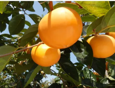 Fig. 2  Fruit of ‘Reigyoku’ on tree.