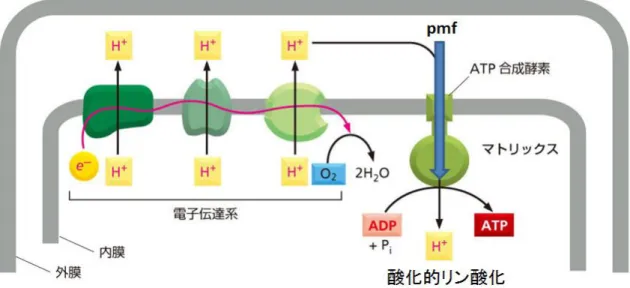 図  1.1.2  電子伝達系を構成する膜タンパク質は電子(