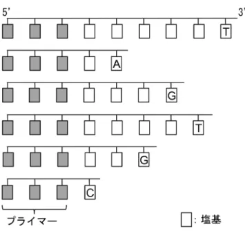 図 2 　合成された DNA 断片の塩基配列