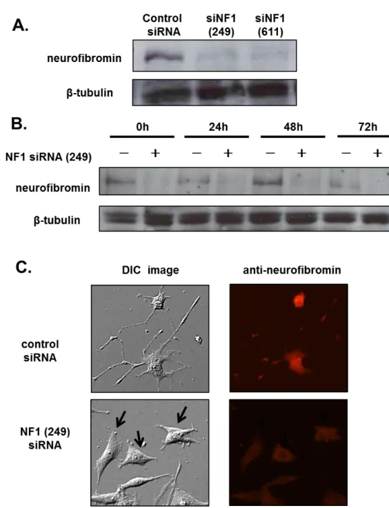 Fig. 4    PC12 細胞の神経突起伸長における NF1 siRNA の効果 