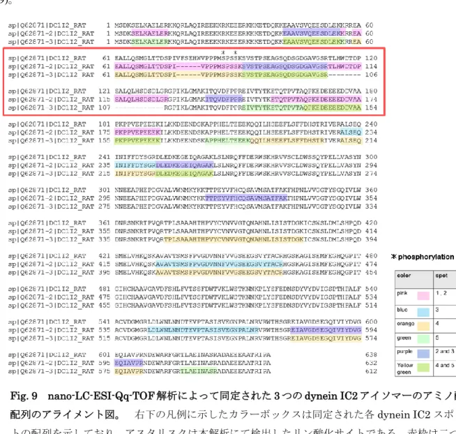Fig. 8  2D-DIGE における dynein IC2 の発現パターン 