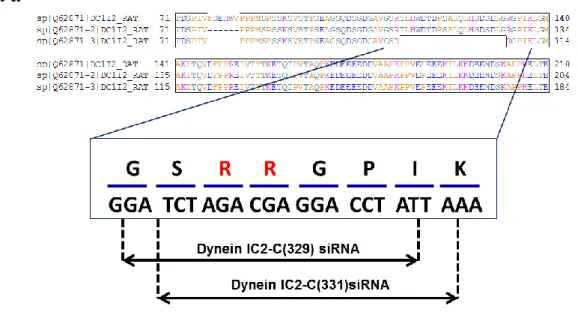 Fig. 10    二つの dynein IC2-C 特異的 siRNA 設計     