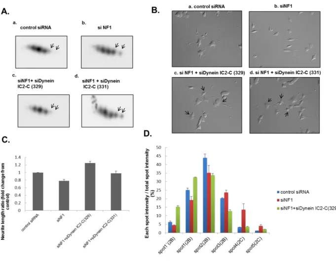 Fig. 13 NF1-KD PC12 細胞における神経突起伸長の阻害は dynein IC2-C のノックダウンによって回復する    PC12 細胞に control siRNA 又は NF1 siRNA 単独導入、又は NF1 siRNA と dynein IC2-C (329/331) siRNA を共導入 し、NGF 刺激を行った。48 時間後細胞を回収し、dynein IC 抗体を用いて二次元ウエスタンブロット解析を行った。 また 72 時間後に神経突起の長さの測定を行った。 