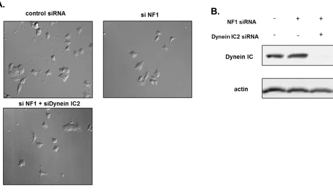 Fig. 14    PC12 細胞の神経突起伸長における pan-dynein IC2 siRNA の効果 
