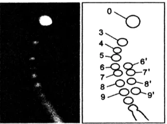 Fig. 4 The result of gel electrophoresis by J. Ar- Fig. 5 The enlarged picture of Knot populations