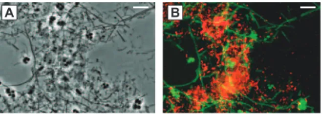 Fig. 10. Phase-contrast photomicrograph (A) and results of FISH (B) of microorganisms in chemostat with long chain fatty acid (LCFA) introduced at dilution rate of 0.4 d −1 