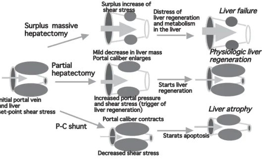 図 1 肝切除後肝再生における shear stress 理論のシェーマ
