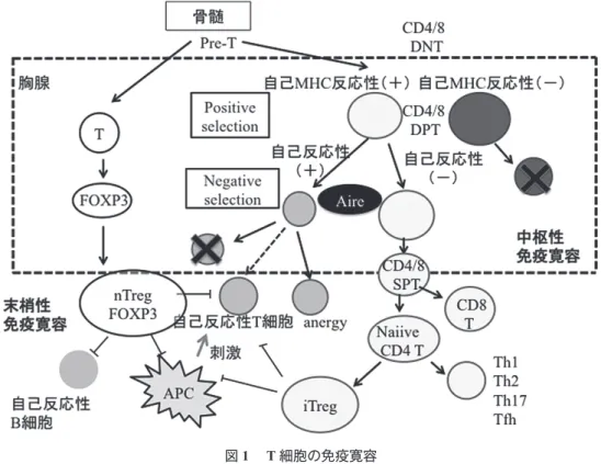 図 1 　T 細胞の免疫寛容