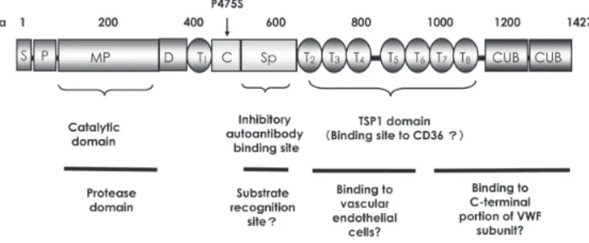 Figure 1   Structure and functional domains of human ADAMTS13.