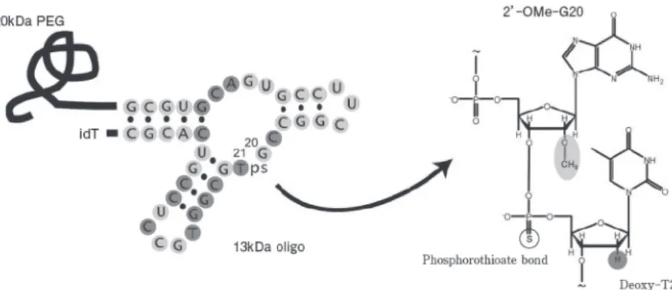 Figure 5  VWF-A1 aptamer ARC1779.