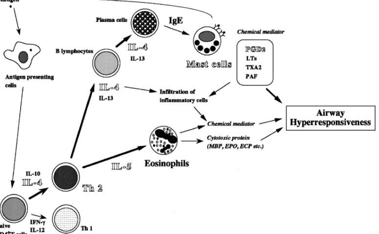 Fig. 2. A Proposal Schema for the Development of Allergen-Induced Airway In‰ammation and Hyperresponsiveness in Allergic Bronchial Asthma